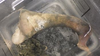 Media type: image;   Invertebrate Zoology 153118 Description: live specimen;